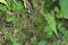 Pseudagrion pruinosum
