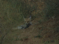 Vulpes vulpes pusilla
