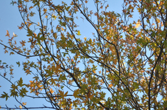 Eriolobus trilobatus