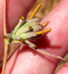 Calycadenia truncata