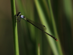 Agriocnemis dobsoni