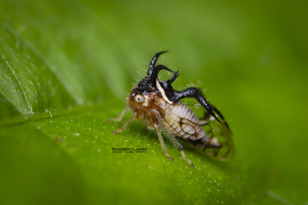 Cyphonia nordestina