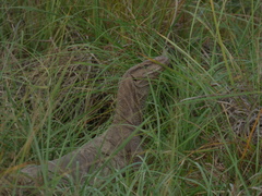 Varanus bengalensis