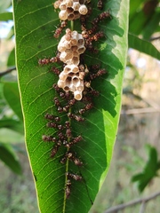 Ropalidia cyathiformis