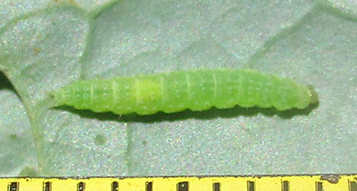 Kopūstinė Kandis nuotrauka