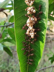 Ropalidia cyathiformis