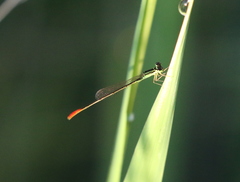 Agriocnemis exilis