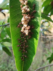 Ropalidia cyathiformis