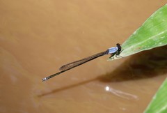 Pseudagrion pruinosum