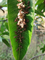 Ropalidia cyathiformis