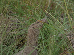 Varanus bengalensis