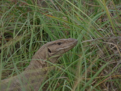 Varanus bengalensis