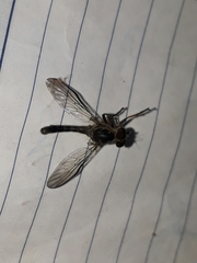 Asilidae