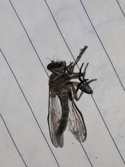 Asilidae