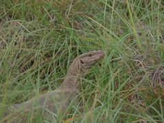 Varanus bengalensis