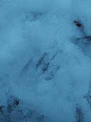 Sciurus vulgaris