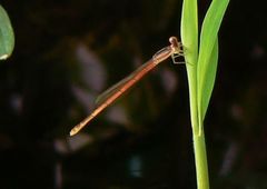 Agriocnemis forcipata