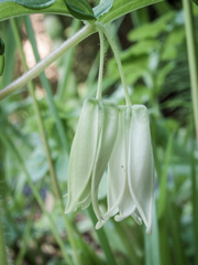 Prosartes smithii