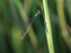 Agriocnemis gratiosa