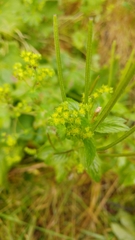 Alchemilla vulgaris