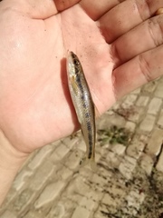 Erimystax dissimilis