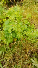 Alchemilla vulgaris