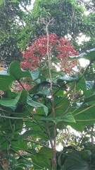 Clerodendrum paniculatum