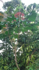 Clerodendrum paniculatum