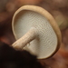 Winter Polypore - Photo (c) Bogdan Mazur, some rights reserved (CC BY-NC), uploaded by Bogdan Mazur