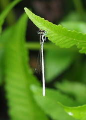 Agriocnemis lacteola