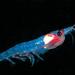 Antarctic Krill - Photo (c) Norkrill, some rights reserved (CC BY-NC-ND)