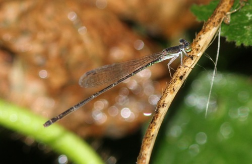 Agriocnemis dissimilis