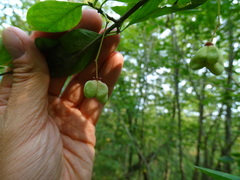 Euonymus atropurpureus atropurpureus