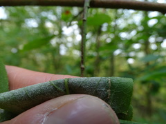 Euonymus atropurpureus atropurpureus