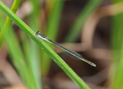 Agriocnemis pinheyi
