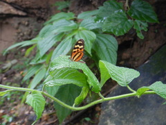 Mechanitis polymnia kayei