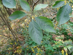 Euonymus atropurpureus atropurpureus