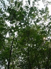 Euonymus atropurpureus atropurpureus