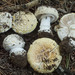 Amanita alpinicola - Photo (c) Danny Miller, some rights reserved (CC BY-NC), uploaded by Danny Miller