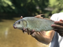Carpiodes cyprinus