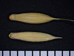 Bromus nottowayanus