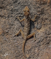 Ptyodactylus orlovi