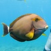 Inshore Surgeonfish - Photo (c) carmenzuidhoff, some rights reserved (CC BY-NC)