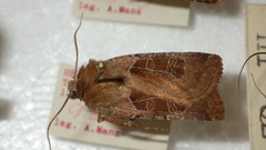 Chersotis cuprea