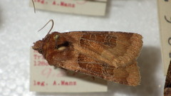 Chersotis cuprea