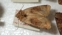 Chersotis cuprea