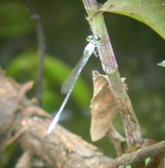 Agriocnemis zerafica