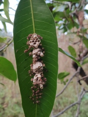 Ropalidia cyathiformis