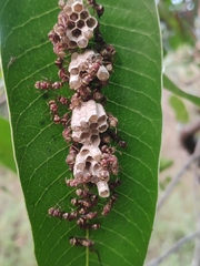 Ropalidia cyathiformis