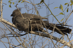 Corythaixoides concolor concolor